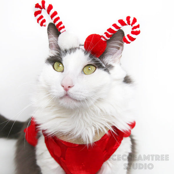 Hot Pink Multi Circle Fringe Party Outfit Set - Pet Clothing