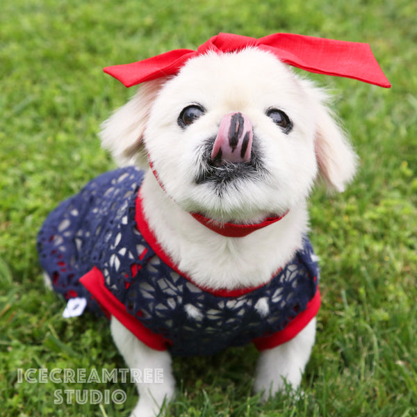 Navy Star Hallow Out Top Outfit Set - Pet Clothing