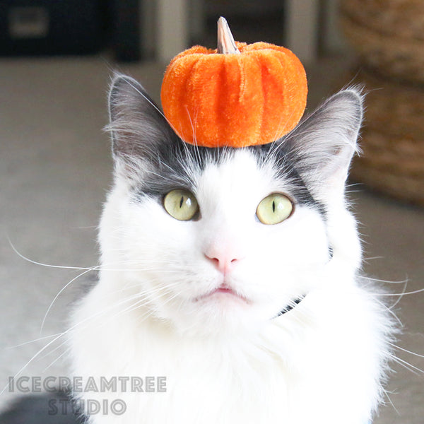 Pumpkin Headband - Pet Photo Prop