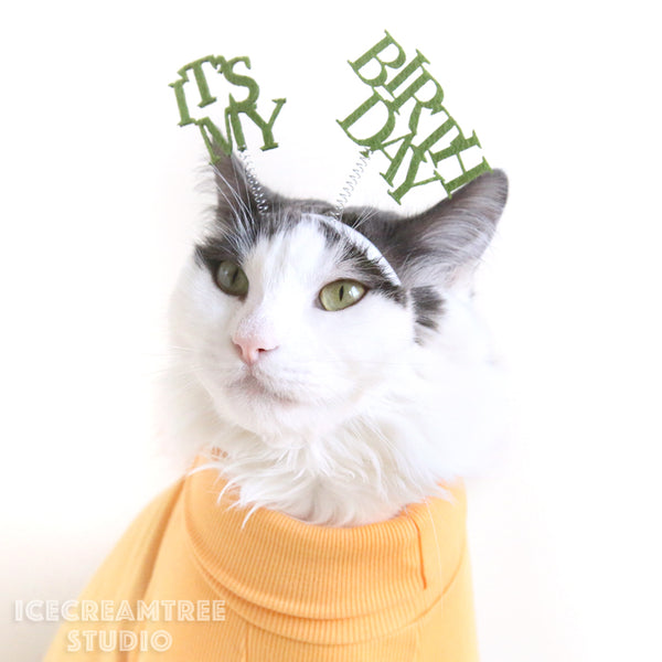It's My Birthday Headband - Pet Photo Prop