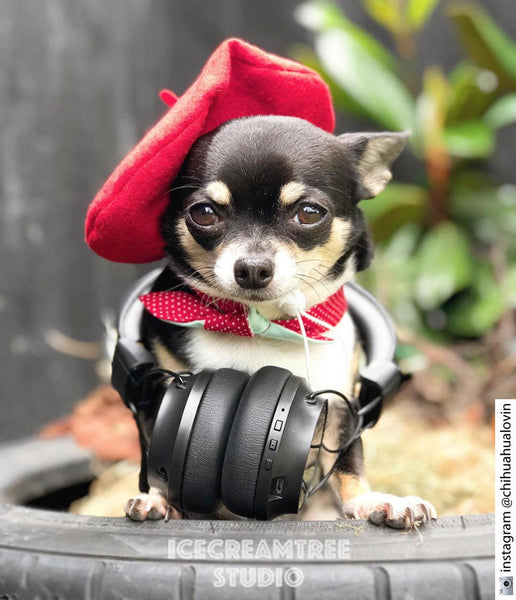 Black Beret Hat - Pet Petite Hat