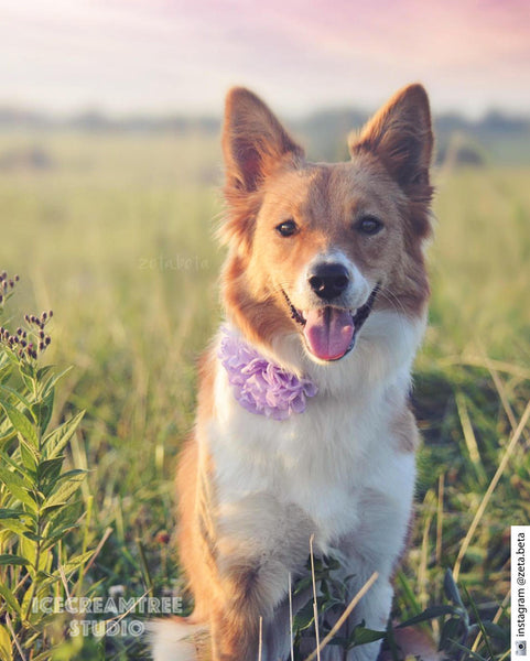 Giant Hot Pink Bloom Collar Slide On - Large Flower Collar Accessory