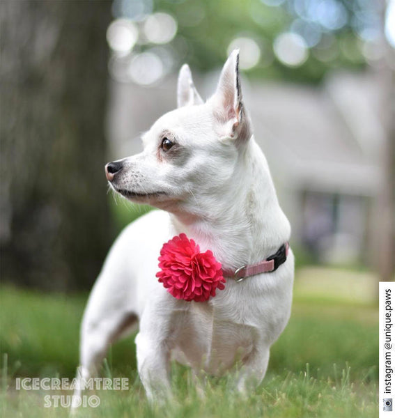 PomPom Peach Bloom Collar Slide On - Small Flower Collar Accessory