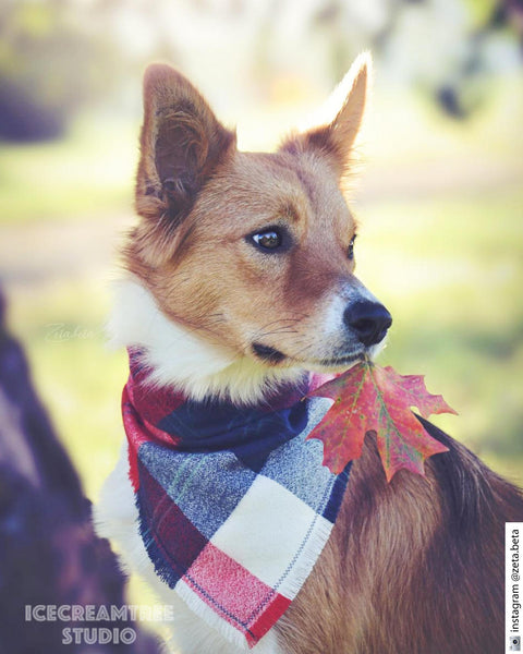 Adventure Orange Plaid Bandana - Tie on Classic Flannel Pet Bandana Scarf