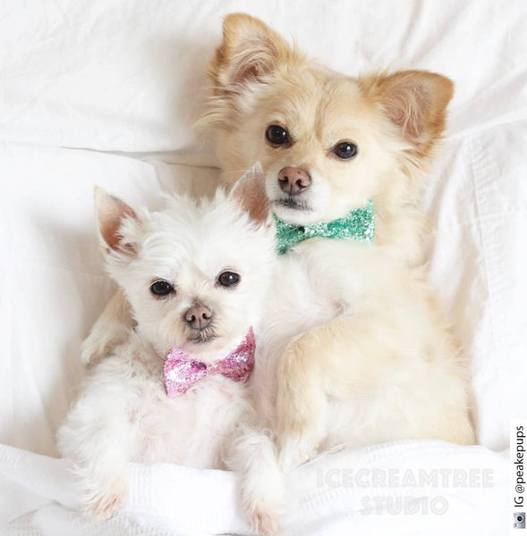 Ivory Gold Sparkle Linen Bow Tie - Pet Bow Tie