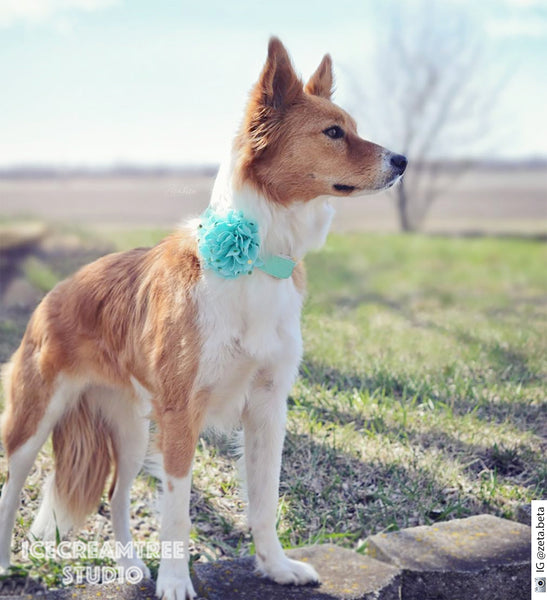 Jumbo Aqua Gold Dot Bloom Collar Slide On - Large Flower Collar Accessory