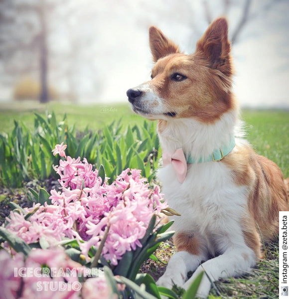Faux Leather Aqua Mint Bow - Collar Slide on Bow
