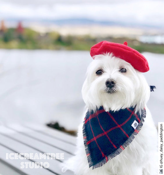 Black Beret Hat - Pet Petite Hat