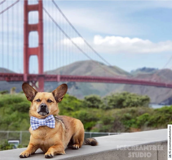Periwinkle Gingham Check Bow Tie - Pet Bow Tie